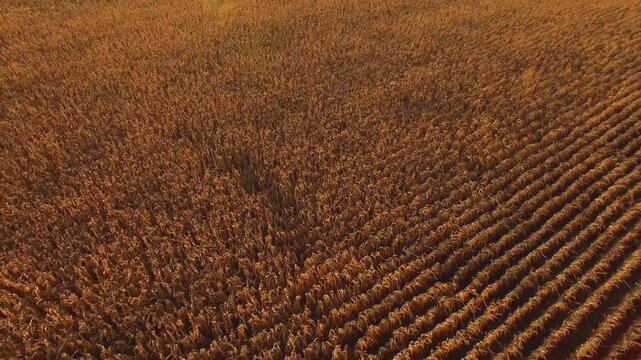 Aerial view of mature golden corn field during autumn harvest season.