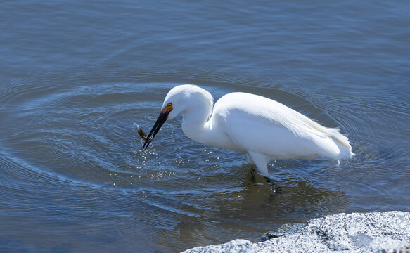 snowy egret in the water catching a fish in its beak