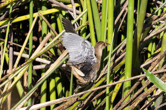 sora flapping wings in the marsh 