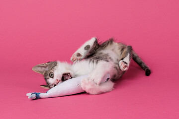 kitten © aaali