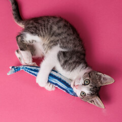 kitten © aaali