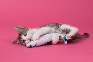 kitten © aaali