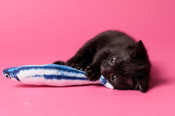 kitten © aaali