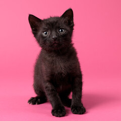 kitten © aaali