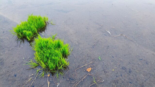 Young Rice Seedling Growing in Muddy Paddy Field, Top View Agriculture Background with Copy Space