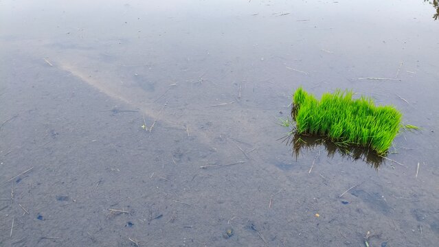 Young Rice Seedling Growing in Muddy Paddy Field, Top View Agriculture Background with Copy Space