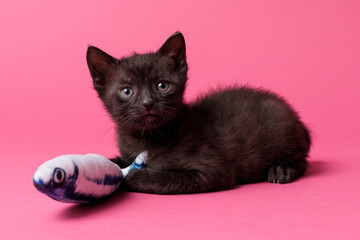 kitten © aaali