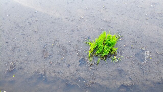 Young Rice Seedling Growing in Muddy Paddy Field, Top View Agriculture Background with Copy Space