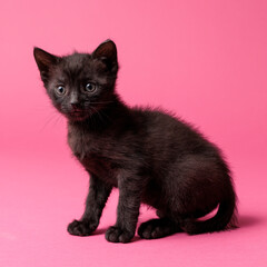 kitten © aaali