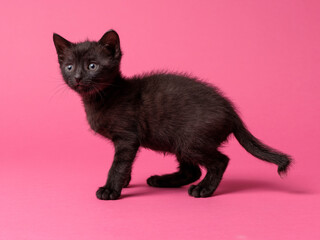 kitten © aaali