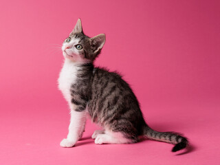 kitten © aaali