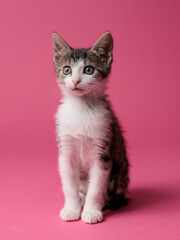 kitten © aaali