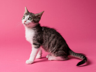 kitten © aaali