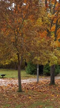 Golden maple foliage and dry samaras on branches during seasonal defoliation in city public garden