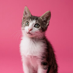 kitten © aaali