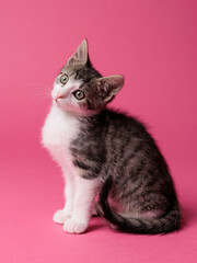 kitten © aaali