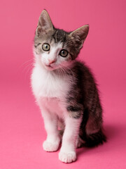 kitten © aaali
