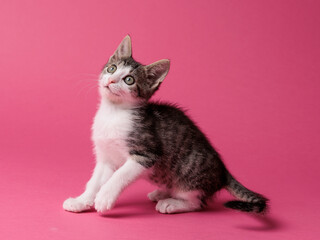 kitten © aaali