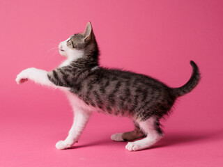 kitten © aaali