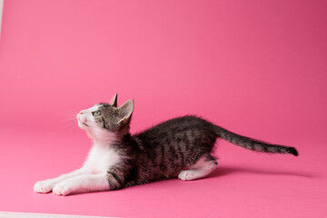 kitten © aaali