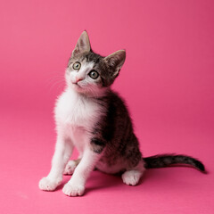 kitten © aaali