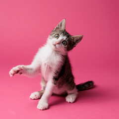 kitten © aaali