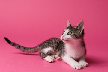 kitten © aaali