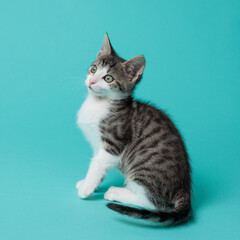 kitten © aaali