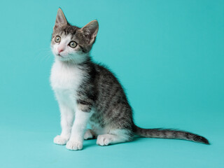 kitten © aaali