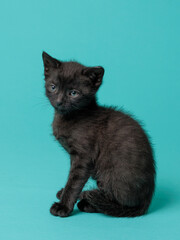 kitten © aaali