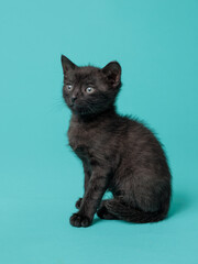 kitten © aaali