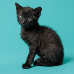 kitten © aaali