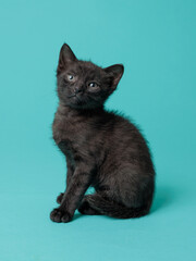 kitten © aaali