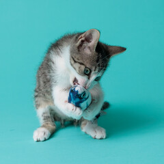 kitten © aaali