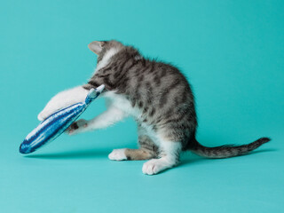 kitten © aaali