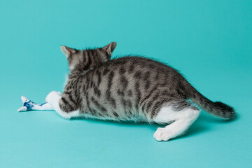 kitten © aaali