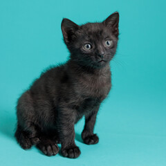 kitten © aaali