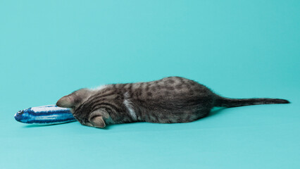 kitten © aaali