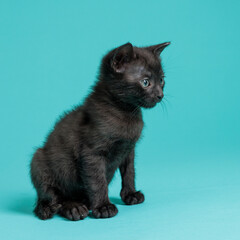 kitten © aaali