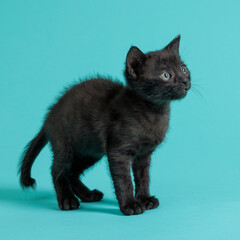 kitten © aaali