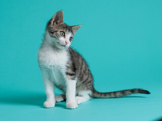 kitten © aaali