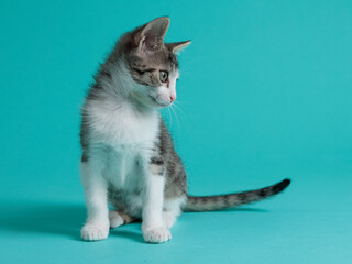 kitten © aaali