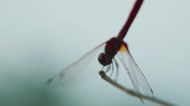 Red dragonfly resting on tip of dry twig in natural outdoor habitat closeup.