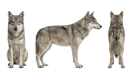 Obraz premium Three views of a sitting grey wolf isolated on transparent background