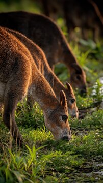 Group parasaurolophus grazing on riverbank vegetation at dawn for nature wallpaper and banner design