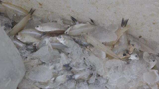 Fresh small silver fish kept on crushed ice inside styrofoam container.