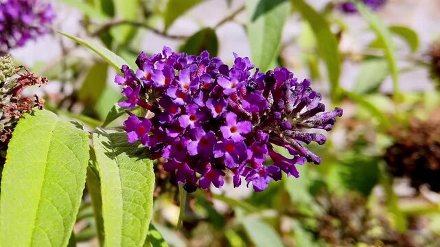 Beautiful purple buddleia davidii flower cluster blooming in summer garden.
