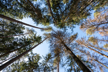 Fototapeta premium Low Angle Shot of Towering Coniferous Trees in Forest Canopy