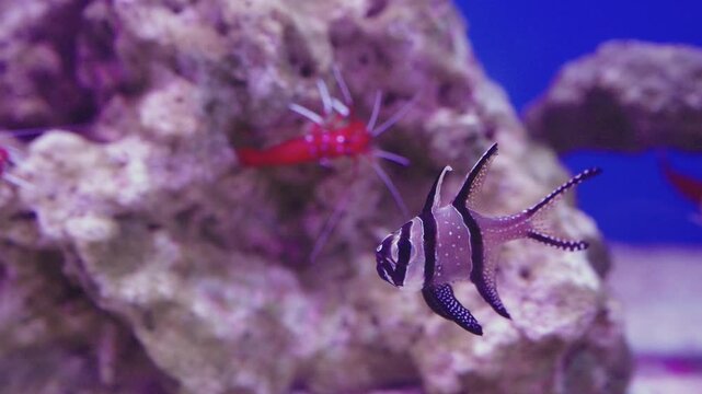 Banggai cardinalfish swimming near coral reef rocks in a saltwater aquarium. Red fire shrimp visible in the background against deep blue water. Marine life biodiversity and underwater photography.