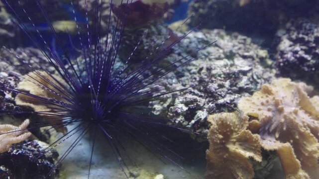 Long-spined purple sea urchin in a coral reef aquarium environment. Diadema antillarum with long sharp needles on rocky seabed. Underwater marine life and biodiversity photography.